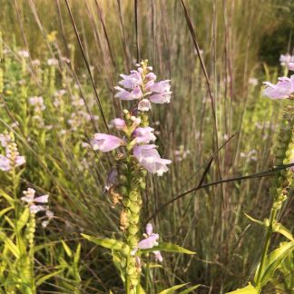 Obedient Plant