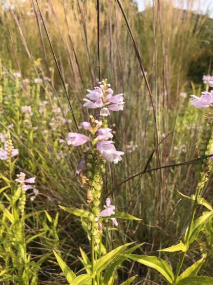 Obedient Plant