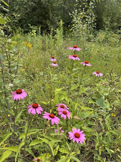 Purple Coneflower