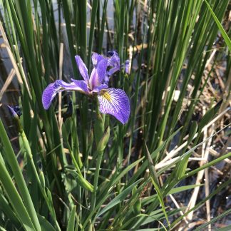 Northern Blue Flag Iris