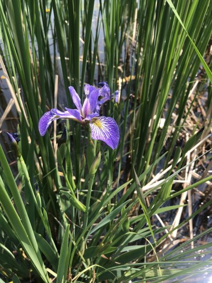 Northern Blue Flag Iris